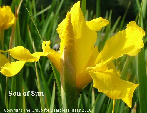 Son of Sun